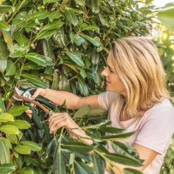 Bosch EasyPrune Electric Secateurs 10 Bosch EasyPrune Electric Secateurs -Cheap Hozelock || Kettler || Bosch Store easyprune life 2