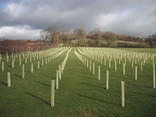 Rainbow Tree Defenders With Stakes - 120cm Tall - X10 1 Rainbow Tree Defenders With Stakes - 120cm Tall - X10