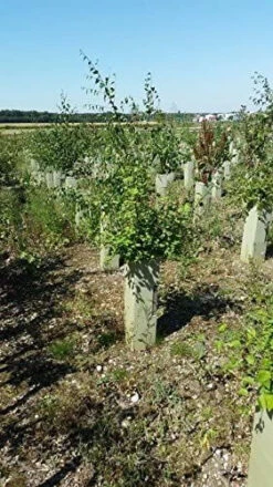 Rainbow Tree Defenders - 60cm Tall - X10