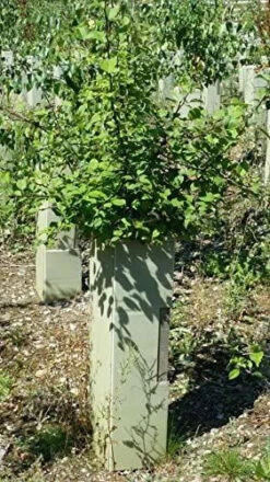 Rainbow Tree Defenders With Stakes - 60cm Tall - X10 7 Rainbow Tree Defenders With Stakes - 60cm Tall - X10 -Cheap Hozelock || Kettler || Bosch Store l 61T1m845FnL. AC