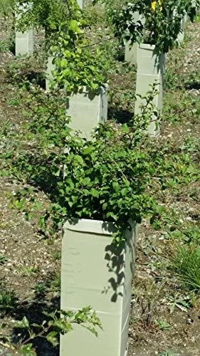 Rainbow Tree Defenders With Stakes - 60cm Tall - X10 2 Rainbow Tree Defenders With Stakes - 60cm Tall - X10 - Image 2