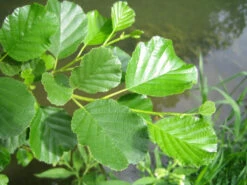 Alder (Alnus Glutinosa) Field Grown Hedging Plants - 2-3ft -Cheap Hozelock || Kettler || Bosch Store l Alder 5