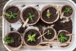 Nutley's 6cm And 8cm Round Jiffy Peat-Free Fibre Plant Pots Duo (25 Of Each) 11 Nutley's 6cm And 8cm Round Jiffy Peat-Free Fibre Plant Pots Duo (25 Of Each) -Cheap Hozelock || Kettler || Bosch Store l B0084405LS.PT03 1024x1024@2x