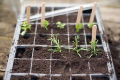 Nutley's 40 Cell Full Size Seed Propagator Set - Tray: With Holes -Cheap Hozelock || Kettler || Bosch Store l B009W2NB26.PT05 7cf63fa3 558f 4308 b144 4e63dd86b35d 1024x1024@2x