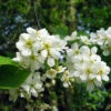 Bird Cherry (Prunus Padus) Bare Root Hedging Plants - 3-4ft