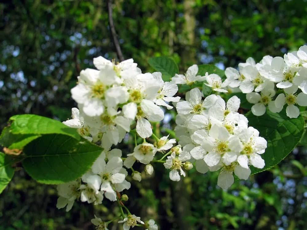 Bird Cherry (Prunus Padus) Bare Root Hedging Plants - 3-4ft 1 Bird Cherry (Prunus Padus) Bare Root Hedging Plants - 3-4ft