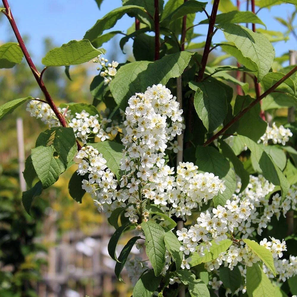 Bird Cherry (Prunus Padus) Bare Root Hedging Plants - 3-4ft 2 Bird Cherry (Prunus Padus) Bare Root Hedging Plants - 3-4ft - Image 2