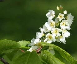 Bird Cherry (Prunus Padus) Bare Root Hedging Plants - 3-4ft 6 Bird Cherry (Prunus Padus) Bare Root Hedging Plants - 3-4ft -Cheap Hozelock || Kettler || Bosch Store l Bird Cherry 3