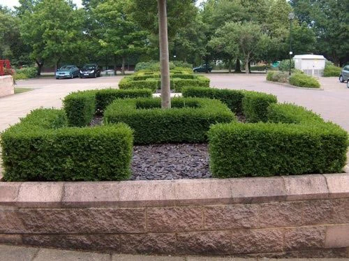 Box (Buxus Sempervirens) Field Grown Bare Root Hedging Plants 3 Box (Buxus Sempervirens) Field Grown Bare Root Hedging Plants - Image 3