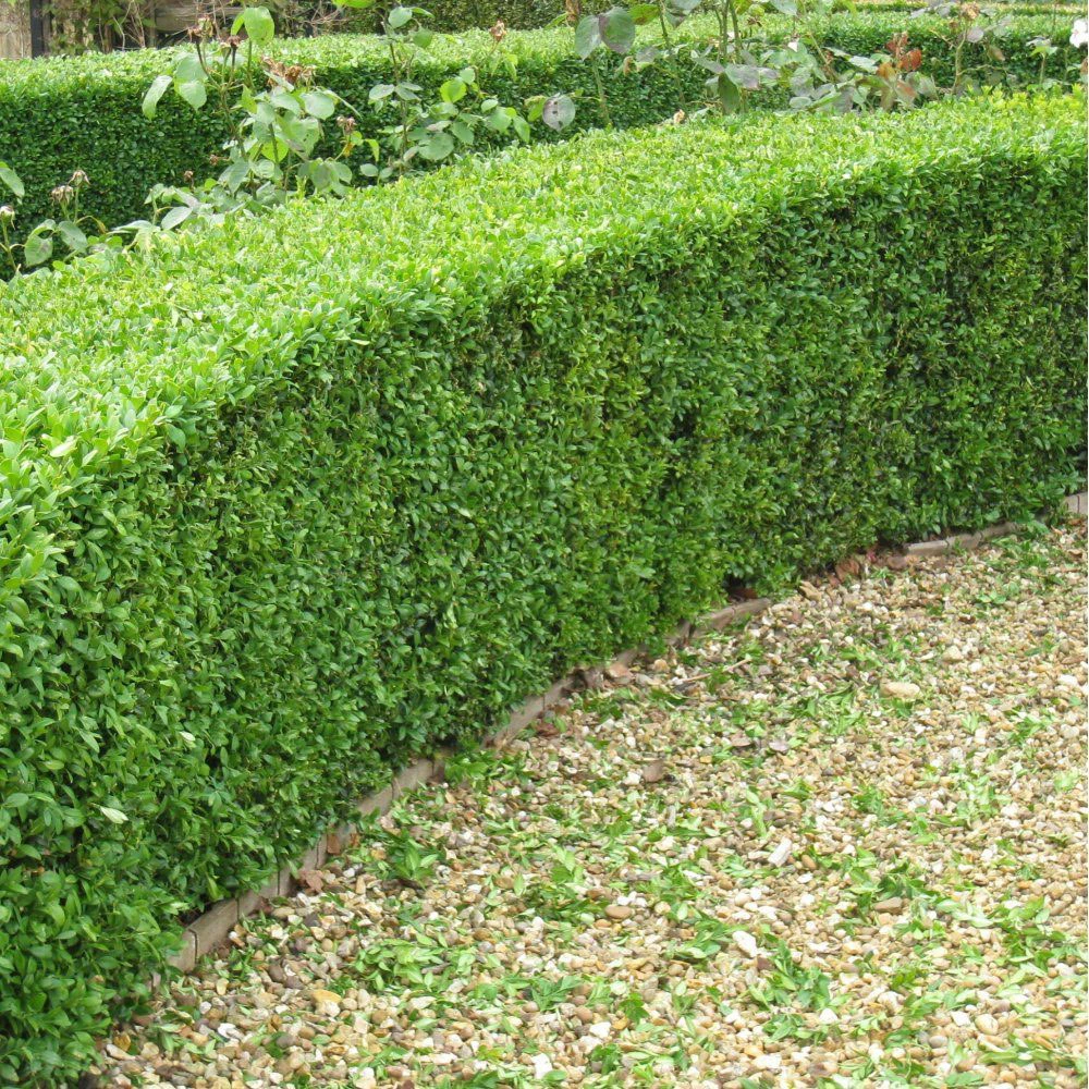Box (Buxus Sempervirens) Field Grown Bare Root Hedging Plants 1 Box (Buxus Sempervirens) Field Grown Bare Root Hedging Plants