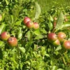 2-3ft Crab Apple (Malus Sylvestris) Grade A Bare Root Hedging Plants