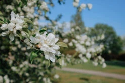 2-3ft Crab Apple (Malus Sylvestris) Grade A Bare Root Hedging Plants -Cheap Hozelock || Kettler || Bosch Store l Crab Apple 3