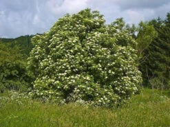 Elder (Sambucus Nigra) Field Grown Bare Root Hedging Plants