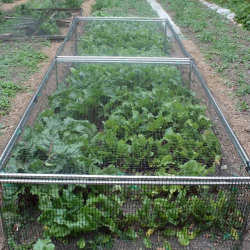 Standard Strawberry Cage 46cm X 122cm X 366cm With Butterfly Netting 1 Standard Strawberry Cage 46cm X 122cm X 366cm With Butterfly Netting