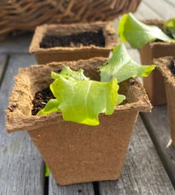 Nutley's 6cm Square Biodegradable Organic Wood Fibre Plantable Plant Pots -Cheap Hozelock || Kettler || Bosch Store l Fertil6cmsquare 1024x1024@2x