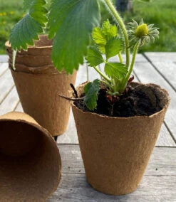 Nutley's 8cm Biodegradeable Organic Wood Fibre Plantable Plant Pots 7 Nutley's 8cm Biodegradeable Organic Wood Fibre Plantable Plant Pots -Cheap Hozelock || Kettler || Bosch Store l Fertil8cmpotwithstrawberry 119943fd 3ed6 492f babc ced2dfef75d8 1024x1024@2x 1