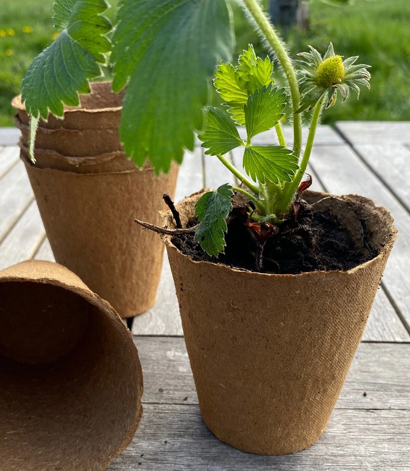 Nutley's 8cm Biodegradeable Organic Wood Fibre Plantable Plant Pots 4 Nutley's 8cm Biodegradeable Organic Wood Fibre Plantable Plant Pots - Image 4