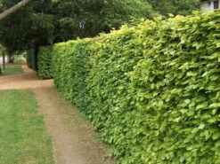 5 X 4ft Tall Potted Green Copper Beech Native Hedge Plant Saplings Semi-evergreen Hedging -Cheap Hozelock || Kettler || Bosch Store l Green Beech 1