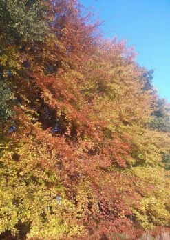 5 X 4ft Tall Potted Green Copper Beech Native Hedge Plant Saplings Semi-evergreen Hedging -Cheap Hozelock || Kettler || Bosch Store l Green Beech 3