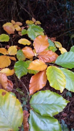 Green Beech (Fagus Sylvatica) Semi-Evergreen Bare Root Hedging Plants -Cheap Hozelock || Kettler || Bosch Store l Green Beech 31