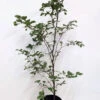 5 X 4ft Tall Potted Green Copper Beech Native Hedge Plant Saplings Semi-evergreen Hedging