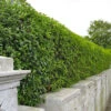 Green Privet (Ligustrum Ovalifolium) Evergreen Bare Root Hedging Plants