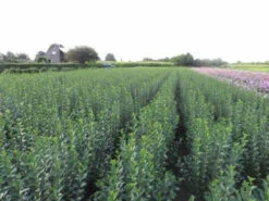 Green Privet (Ligustrum Ovalifolium) Evergreen Bare Root Hedging Plants -Cheap Hozelock || Kettler || Bosch Store l Green Privet 3