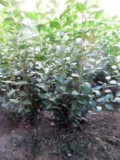 Green Privet (Ligustrum Ovalifolium) Evergreen Bare Root Hedging Plants -Cheap Hozelock || Kettler || Bosch Store l Green Privet 4