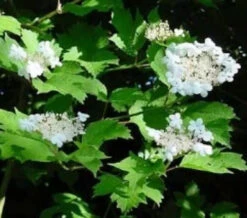 Guelder Rose (Viburnum Opulus) Field Grown Bare Root Shade Loving Hedging Plants -Cheap Hozelock || Kettler || Bosch Store l Guelder Rose 4