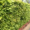 Hornbeam (Carpinus Betulus) Field Grown Semi-Evergreen Native Hedge Plants