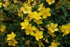 1-2ft Hypericum 'Hidcote' St John's Wort Field Grown Bare Root Hedging Plants