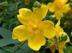 1-2ft Hypericum 'Hidcote' St John's Wort Field Grown Bare Root Hedging Plants -Cheap Hozelock || Kettler || Bosch Store l Hypericum 3