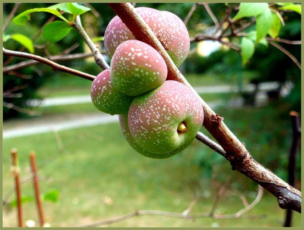 2-3ft Quince (Chaenomelis Japonica) Field Grown Bare Root Hedging Plants 2 2-3ft Quince (Chaenomelis Japonica) Field Grown Bare Root Hedging Plants - Image 2