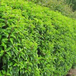 Laurel (Prunus Laurocerasus 'Rotundifolia') Large Multi-stemmed Bushy Bare Root Evergreen Hedging Plants -Cheap Hozelock || Kettler || Bosch Store l Laurel 4
