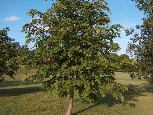2-3ft Lime (Tilia Cordata) Field Grown Bare Root Hedging Plants 2 2-3ft Lime (Tilia Cordata) Field Grown Bare Root Hedging Plants - Image 2