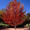 1-2ft Liquidamber (Styraciflua) Field Grown Bare Root Hedging Plants