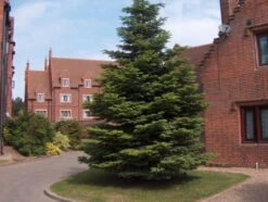 Nordmann (Abies Nordmanniana) Christmas Tree Field Grown Bare Root Tree Whip Plants Sapling - 15-25cm