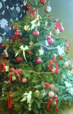 Nordmann (Abies Nordmanniana) Christmas Tree Field Grown Bare Root Tree Whip Plants Sapling - 15-25cm -Cheap Hozelock || Kettler || Bosch Store l Nordmann 3