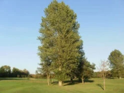 Poplar (Populus Nigra) Field Grown Bare Root Hedging Plants - 4-5ft