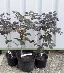 5 X 2ft Tall Potted Purple Copper Beech Native Hedge Plant Saplings Semi-evergreen Hedging -Cheap Hozelock || Kettler || Bosch Store l Purple Beech 12