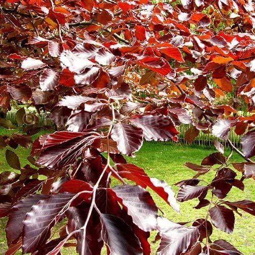 Purple Beech (Fagus Sylvatica Atropunicea) Semi-Evergreen Field Grown Hedging 2 Purple Beech (Fagus Sylvatica Atropunicea) Semi-Evergreen Field Grown Hedging - Image 2