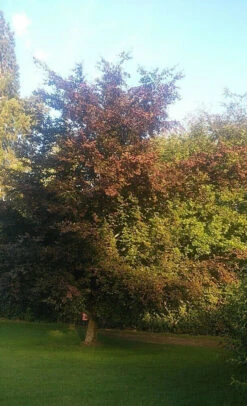 5 X 2ft Tall Potted Purple Copper Beech Native Hedge Plant Saplings Semi-evergreen Hedging -Cheap Hozelock || Kettler || Bosch Store l Purple Beech 3