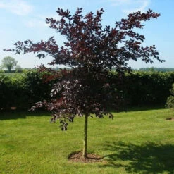Purple Beech (Fagus Sylvatica Atropunicea) Semi-Evergreen Field Grown Hedging 7 Purple Beech (Fagus Sylvatica Atropunicea) Semi-Evergreen Field Grown Hedging -Cheap Hozelock || Kettler || Bosch Store l Purple Beech 31