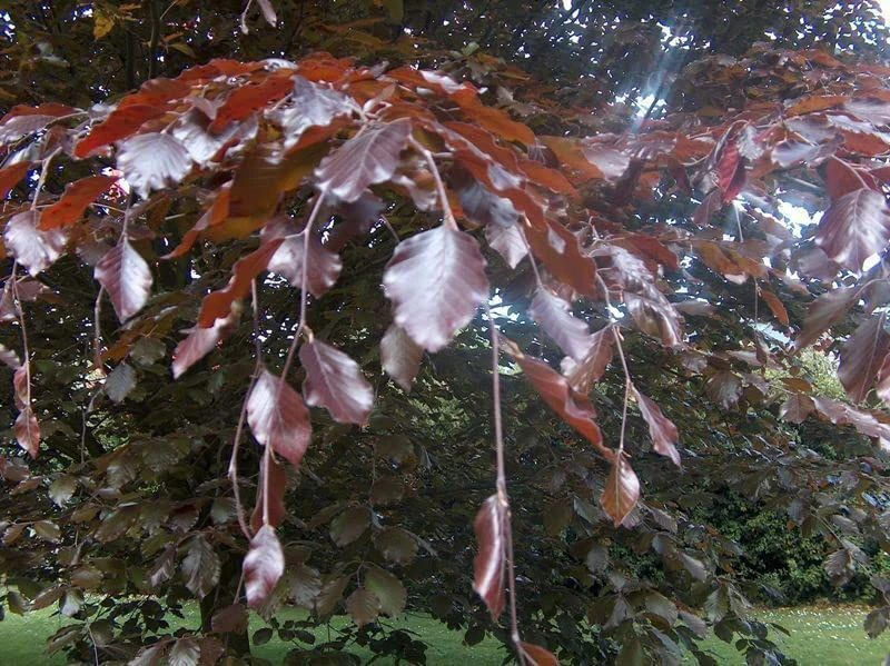 Purple Beech (Fagus Sylvatica Atropunicea) Semi-Evergreen Field Grown Hedging 4 Purple Beech (Fagus Sylvatica Atropunicea) Semi-Evergreen Field Grown Hedging - Image 4