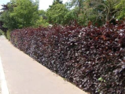 Purple Beech (Fagus Sylvatica Atropunicea) Semi-Evergreen Field Grown Hedging 9 Purple Beech (Fagus Sylvatica Atropunicea) Semi-Evergreen Field Grown Hedging -Cheap Hozelock || Kettler || Bosch Store l Purple Beech 51