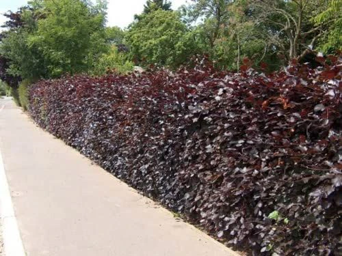 Purple Beech (Fagus Sylvatica Atropunicea) Semi-Evergreen Field Grown Hedging 5 Purple Beech (Fagus Sylvatica Atropunicea) Semi-Evergreen Field Grown Hedging - Image 5
