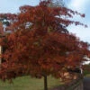 Red Oak (Quercus Rubra) Field Grown Hedging Plants - 2-3ft
