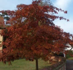 Red Oak (Quercus Rubra) Field Grown Hedging Plants - 2-3ft