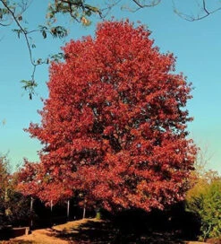 Red Oak (Quercus Rubra) Field Grown Hedging Plants - 2-3ft 5 Red Oak (Quercus Rubra) Field Grown Hedging Plants - 2-3ft -Cheap Hozelock || Kettler || Bosch Store l Red Oak 3