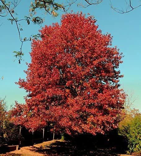 Red Oak (Quercus Rubra) Field Grown Hedging Plants - 2-3ft 3 Red Oak (Quercus Rubra) Field Grown Hedging Plants - 2-3ft - Image 3